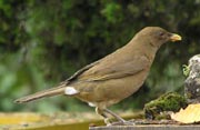 Clay-colored Robin