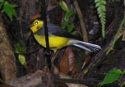 Collared Redstart