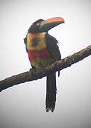 Fiery-billed Aracari