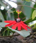 Passion Flower