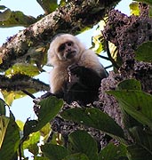 White-faced Capuchin Monkey