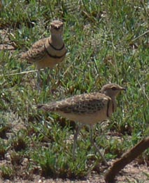 Banded Courser
