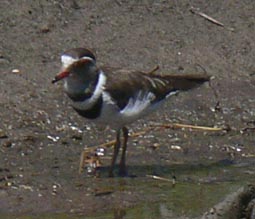 Banded Plover
