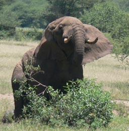 Angry Elephant