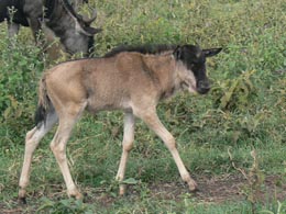 Baby Wildebeest