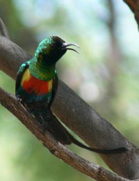 Beautiful Sunbird