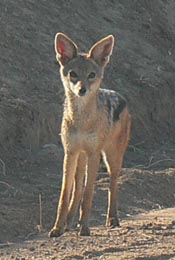 Black-backed Jackal