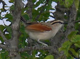 Black-crowned Talagra
