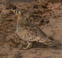 Black-faced Sandgrouse