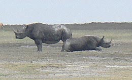 Black Rhinos
