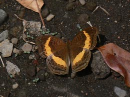 Butterfly in Arusha National Park