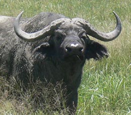 Cape Buffalo
