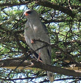 Chanting Goshawk