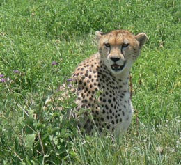 Cheetah Resting