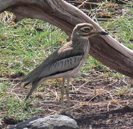 Double-striped Thick Knee