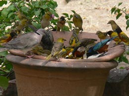 Dove and Weavers at Breakfast