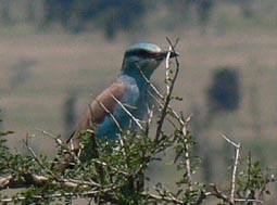 Eurasian Roller