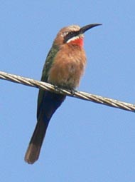 Red-fronted BeeEater