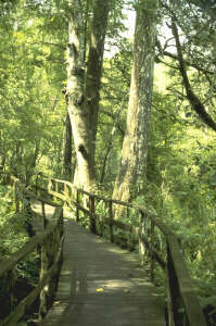 Corkscrew Swamp Audubon Sanctuary