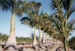 Royal Palm