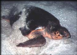 Turtle