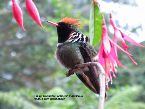 Frilled Coquette