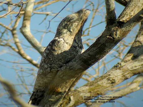 Great Potoo