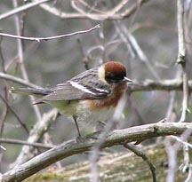 Bay-breassted Warbler