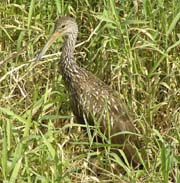 Limpkin
