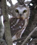 Saw-whet Owl