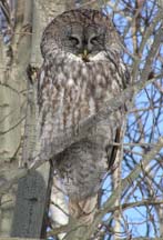 Great Gray Owl