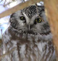 Boreal Owl