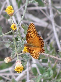 Fritillary
