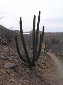 Organ Pipe Cactus