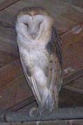 Barn Owl