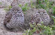 Burrowing Owls