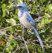 Florida Scrub-Jay