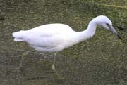 Little Blue Heron