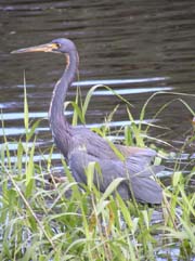 Tricolored Heron