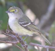 White-eyed Vireo