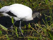 Wood Stork