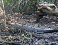 American Crocodile