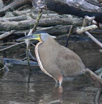 Bare-throated Tiger Heron