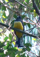 Citreoline Trogon
