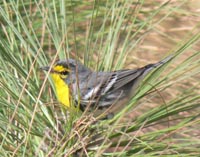 Grace's Warbler
