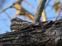 Lesser Nighthawk