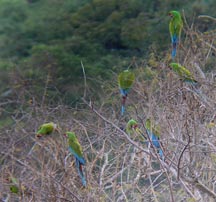 Military Macaws