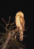 Northern Potoo