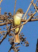 Nutting's Flycatcher
