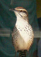 Spotted Wren